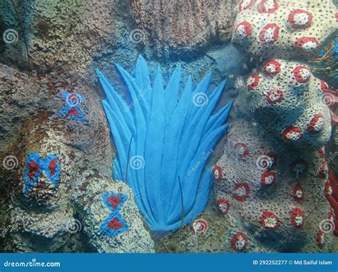 From Rocks to Corals: The Underwater Mafic Mosaic and Its Ecological Importance